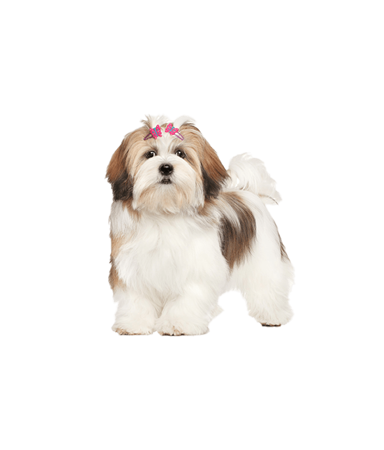 Lhasa Apso