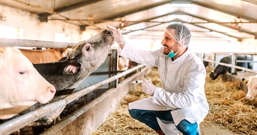 FIV para bovinos: o que é e benefícios para a produção 2 imagem2 3