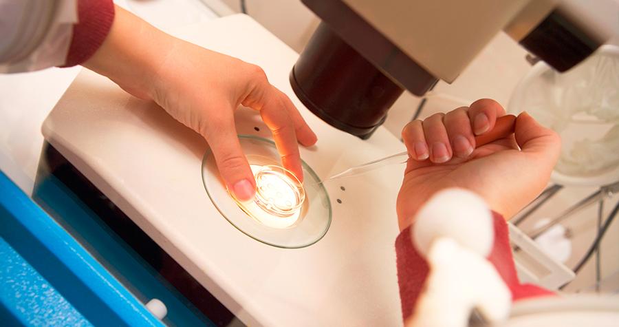 FIV para bovinos: o que é e benefícios para a produção 3 imagem3 3