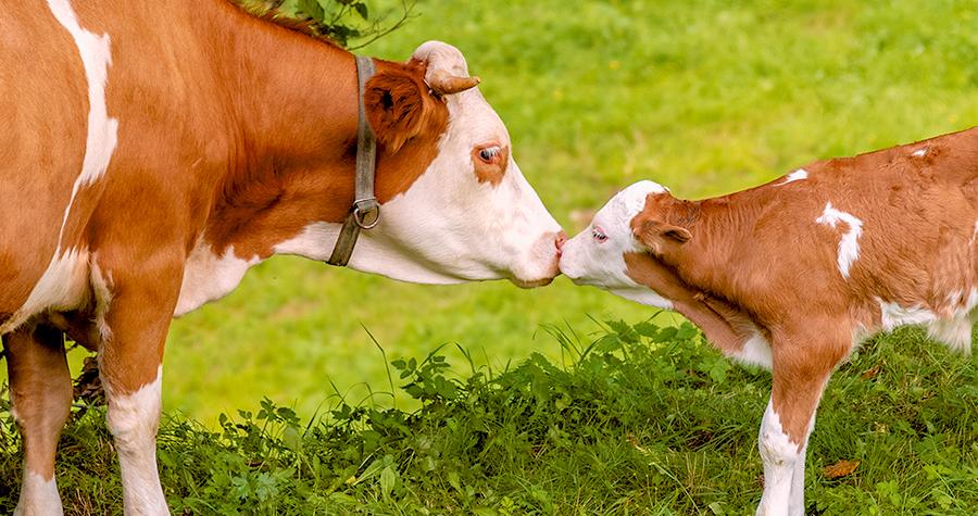 FIV para bovinos: o que é e benefícios para a produção 4 imagem4 4