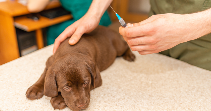 Saiba quais são as vacinas principais para cães e gatos
