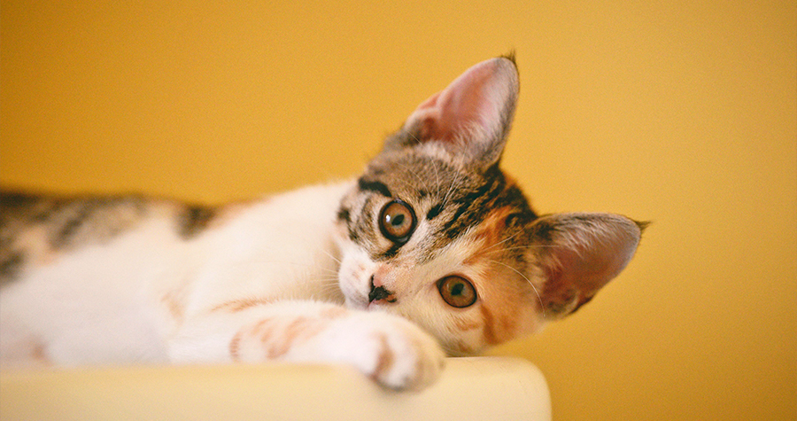 Como ensinar o seu gato a utilizar a caixa de areia 2 fechado imagem1 3