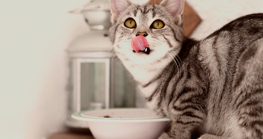 Como guardar corretamente o alimento do pet 2 fechado imagem1 5