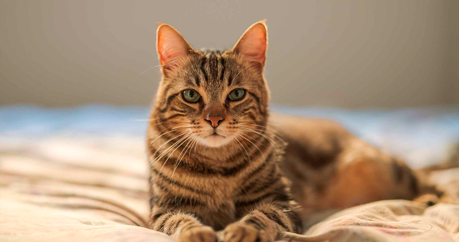 Yucca: Como Ela Age e Principais Benefícios para os Pets 2 fechado imagem1