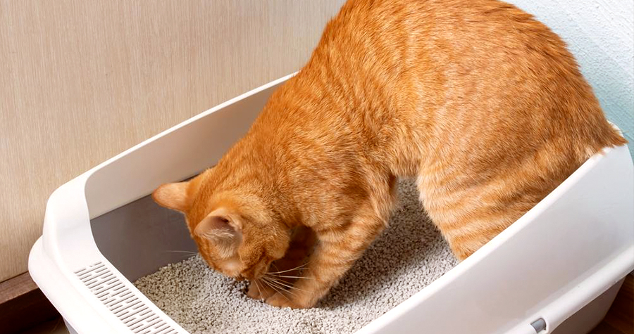 Como ensinar o seu gato a utilizar a caixa de areia 3 fechado imagem2 2