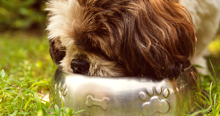 Yucca: Como Ela Age e Principais Benefícios para os Pets 3 fechado imagem2