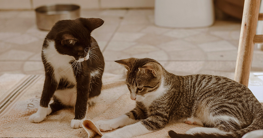 Como ensinar o seu gato a utilizar a caixa de areia 4 fechado imagem3 2