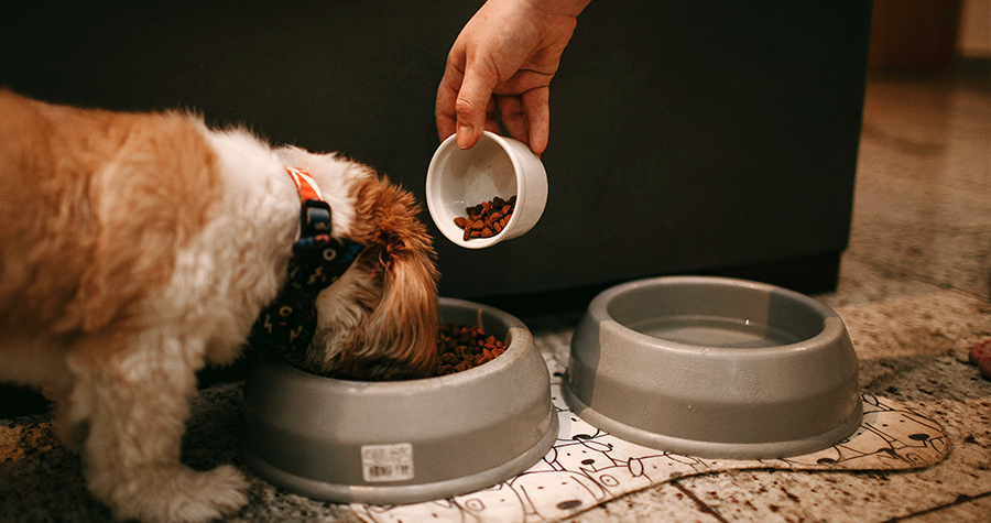 Como guardar corretamente o alimento do pet 4 fechado imagem3 4