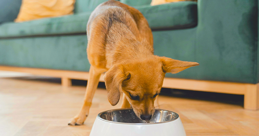 O que é enriquecimento ambiental e quais os benefícios para o pet? 6 fechado imagem6