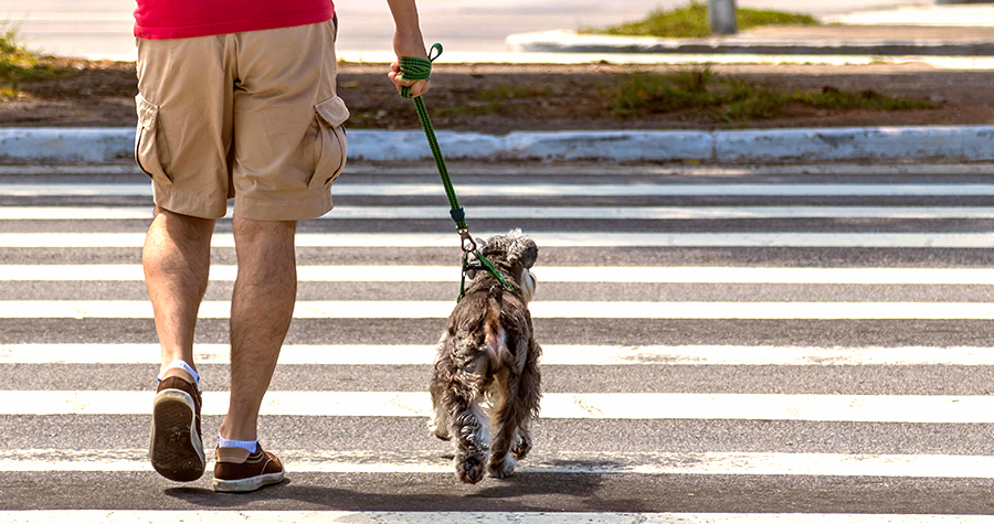 Dicas para passear com seu cão
