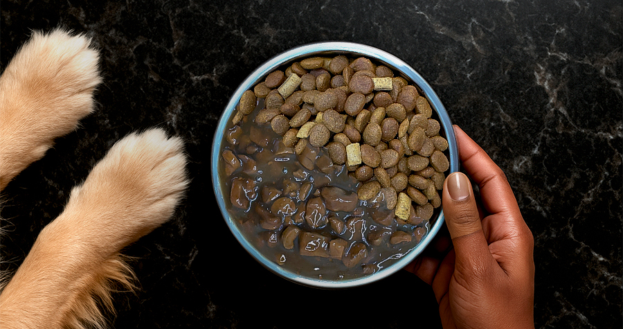 Mix Feeding: a junção perfeita entre saúde e sabor para o seu pet