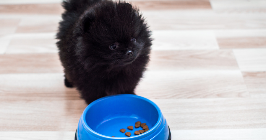 07 10 filhotes racao 1