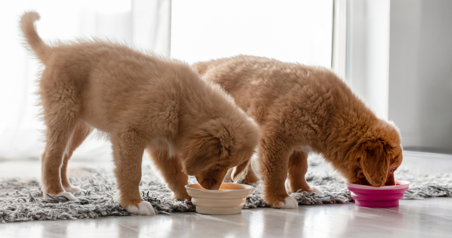 07 10 filhotes racao 3