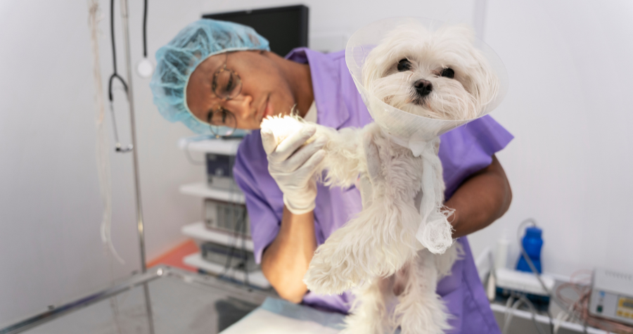 Castração: benefícios, mitos e os cuidados no pós-operatório