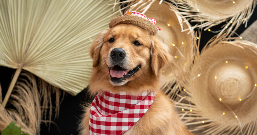 Arraiá Pet: como incluir seu amigo nas festas juninas com segurança.