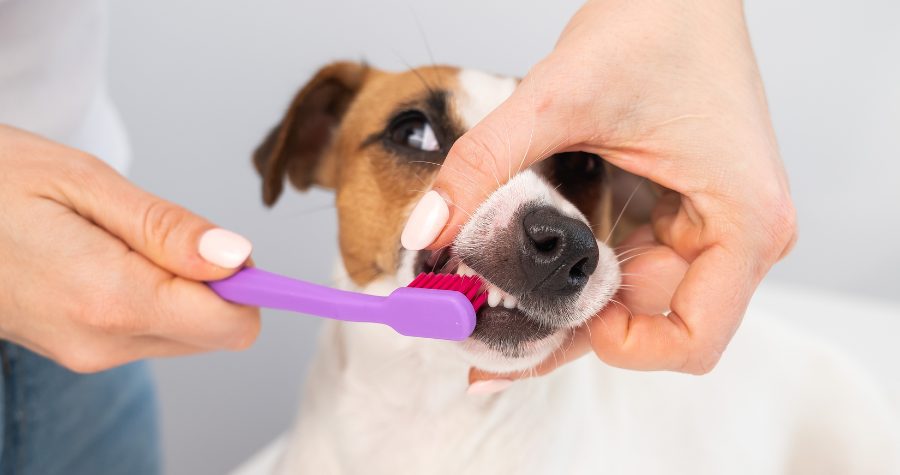 alimentacao e saude bucal 2