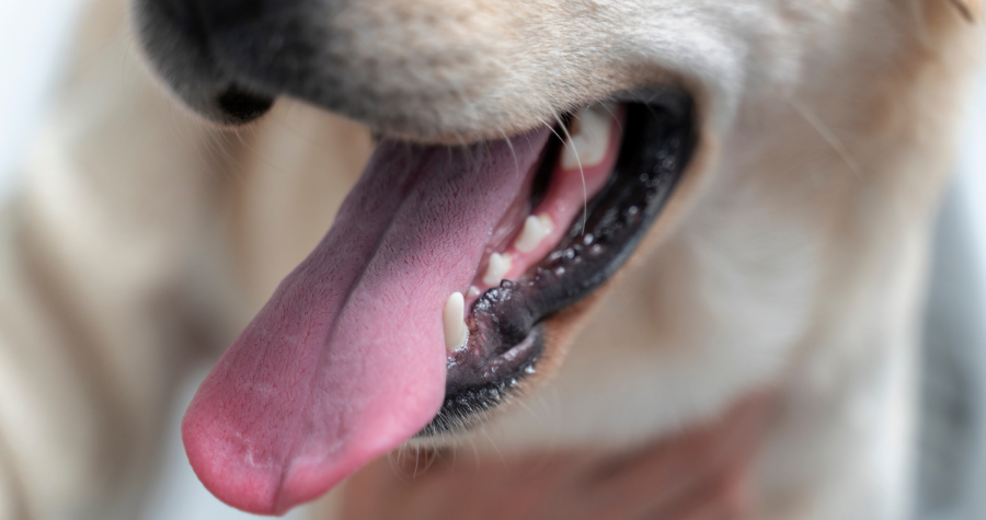 alimentacao e saude bucal 3