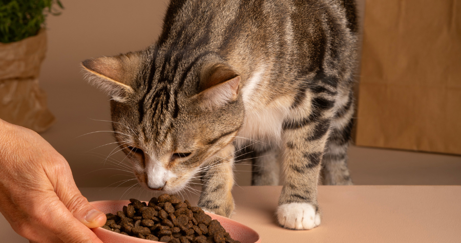 fibras na dieta de caes e gatos 1