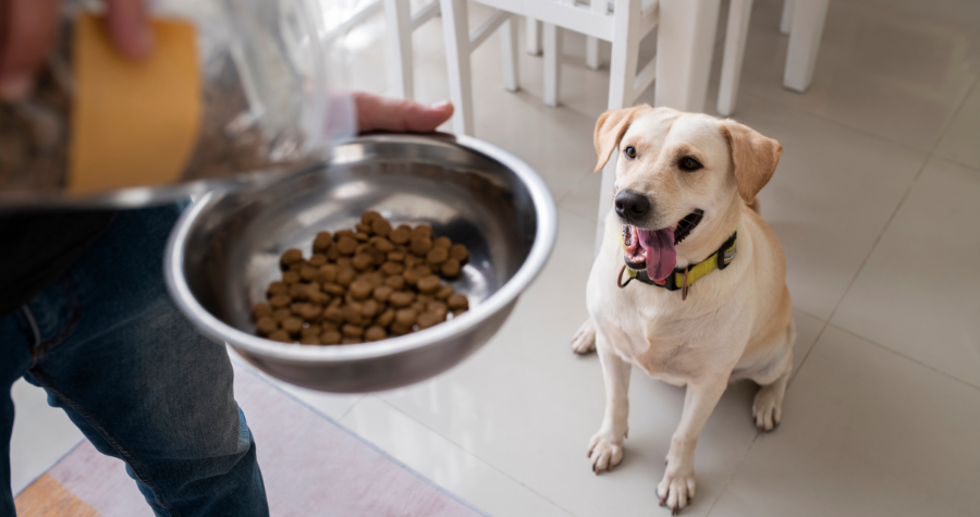 Fibras na dieta de cães e gatos: benefícios além da regulação do intestino