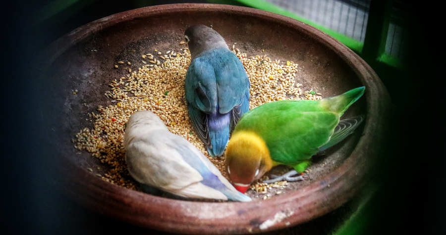 Cuidados essenciais no período de reprodução das aves ornamentais