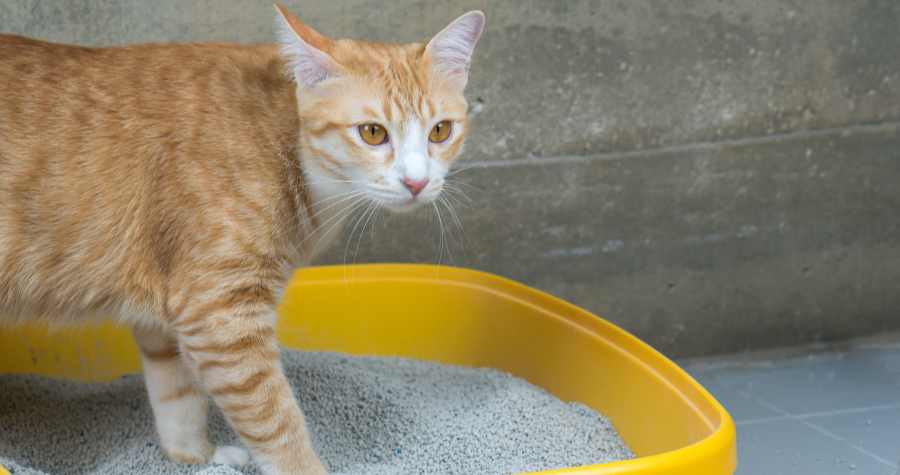 Distúrbios urinários em gatos: como identificar e tratar desde cedo.