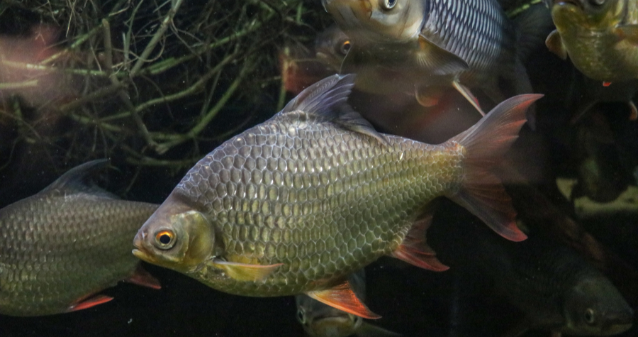 Alimentação e boas práticas que aceleram o crescimento dos peixes no calor