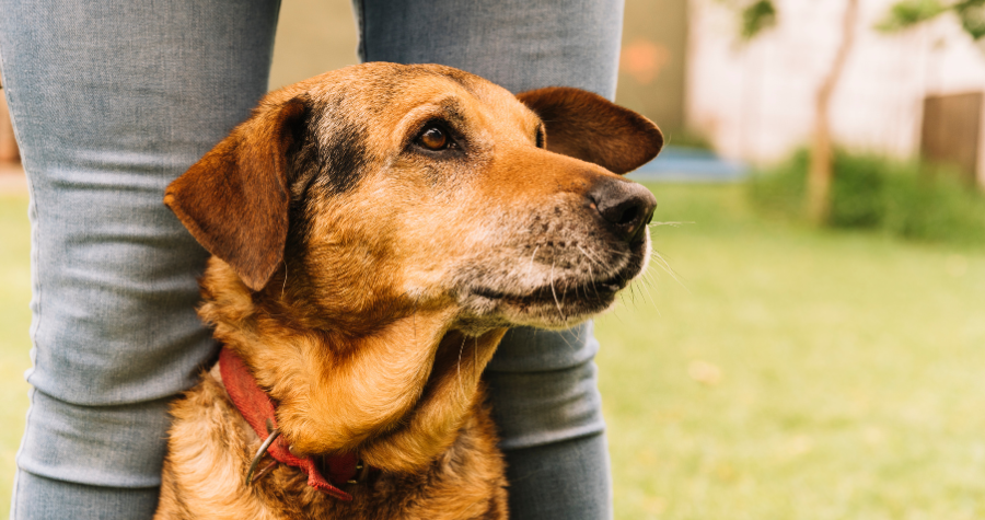 Saiba como atender às necessidades específicas do seu cão em cada fase de vida