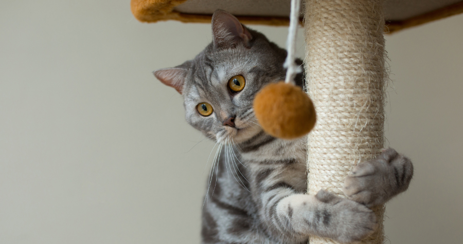 Enriquecimento ambiental: dicas práticas para melhorar a qualidade de vida do seu pet