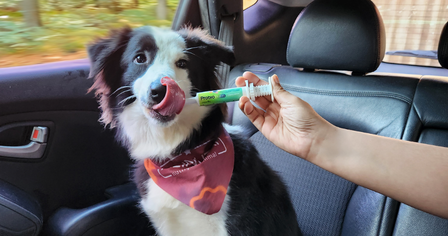 Probionutri Cães e Gatos: descubra os benefícios e quando usar na nutrição dos pets